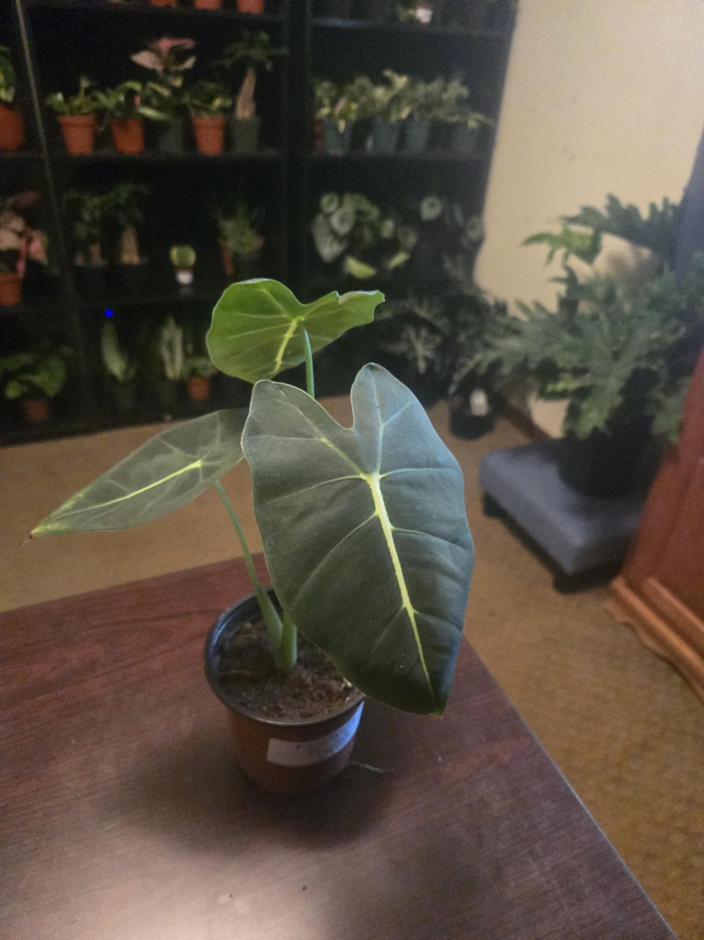 Alocasia - Frydek
