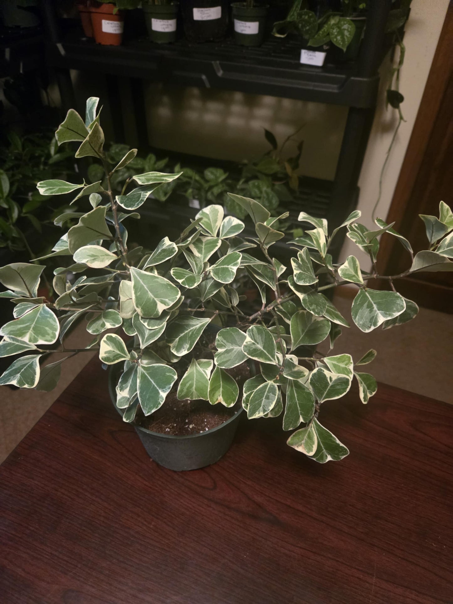 Ficus - Elastica Triangularis Variegated