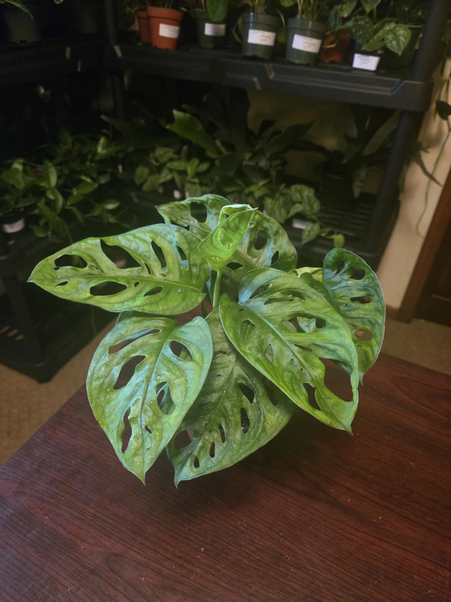 Monstera - Adansonii 'Swiss cheese'