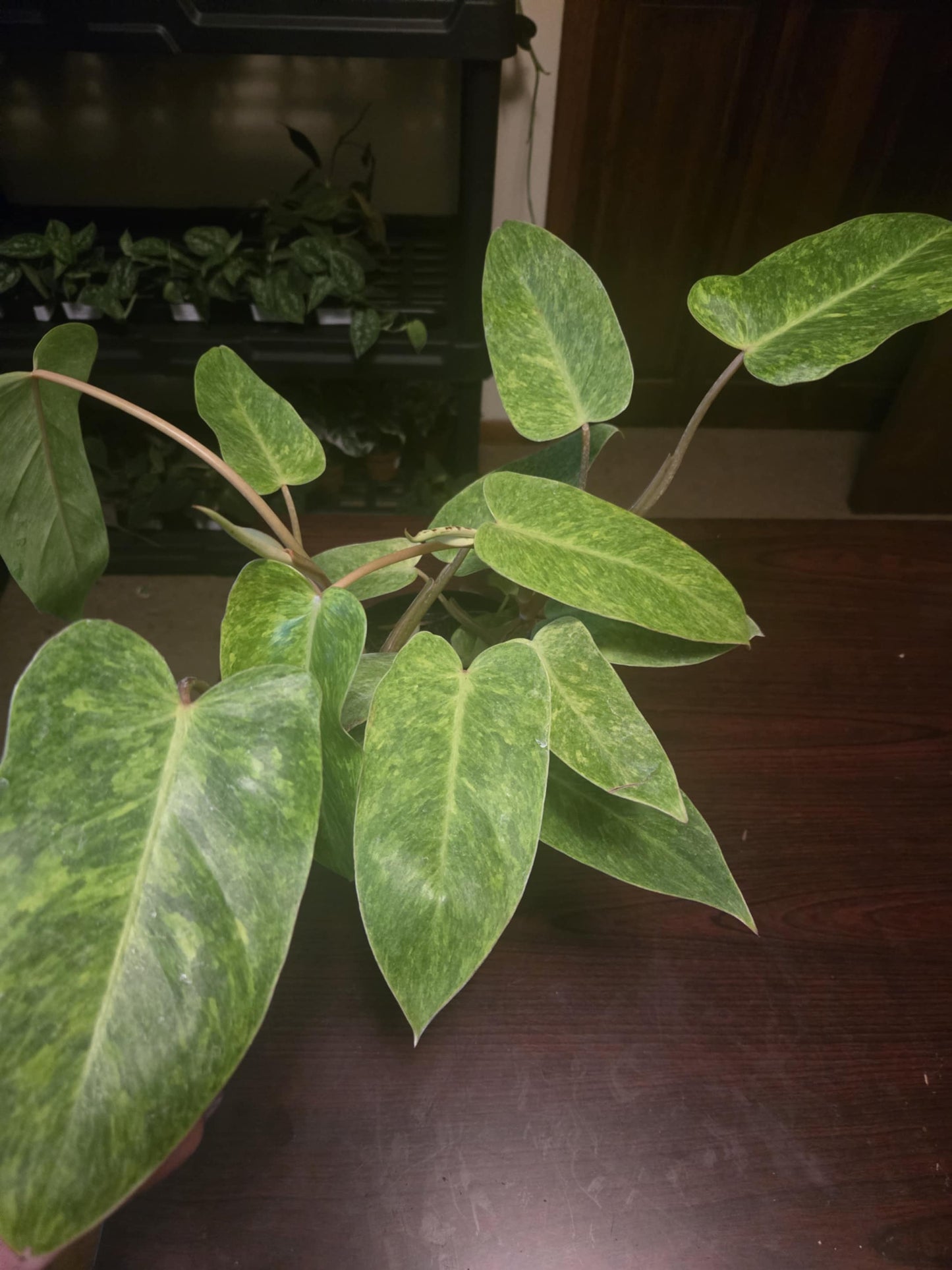 Philodendron - Painted Lady