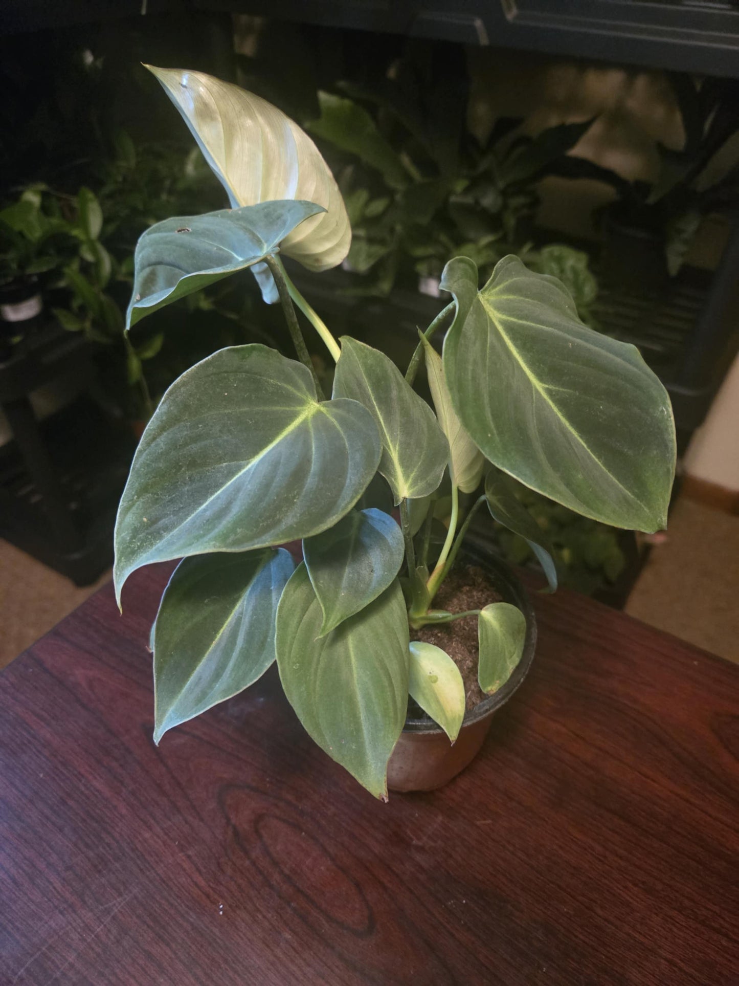 Philodendron - Gloriosum