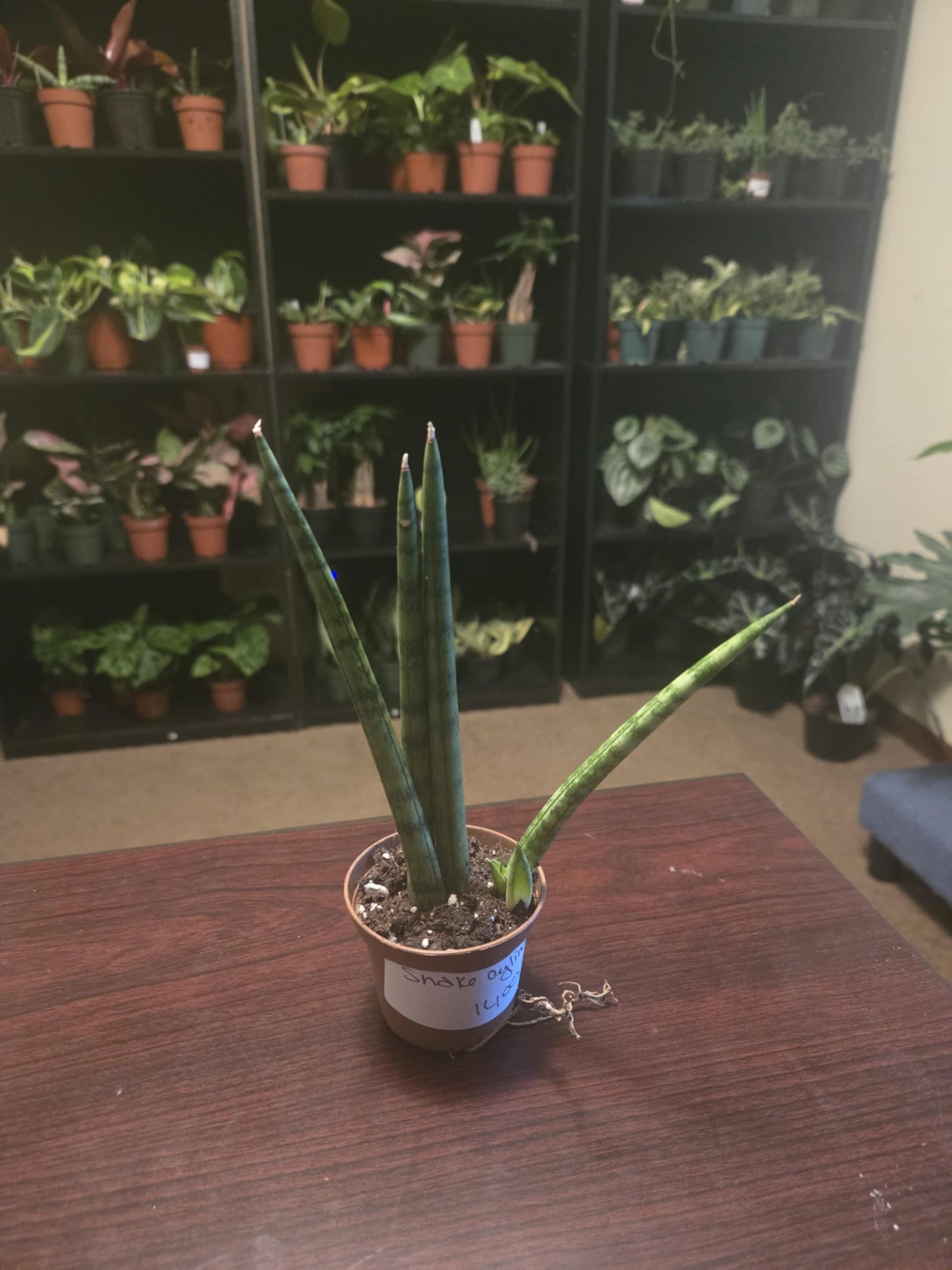 Snake Plant Cylindrica