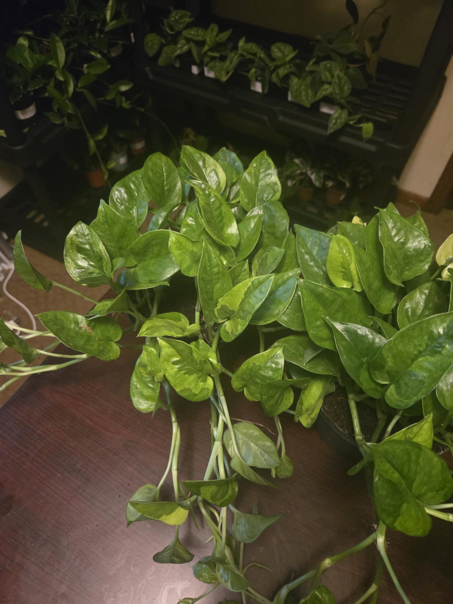 Pothos - Global Green