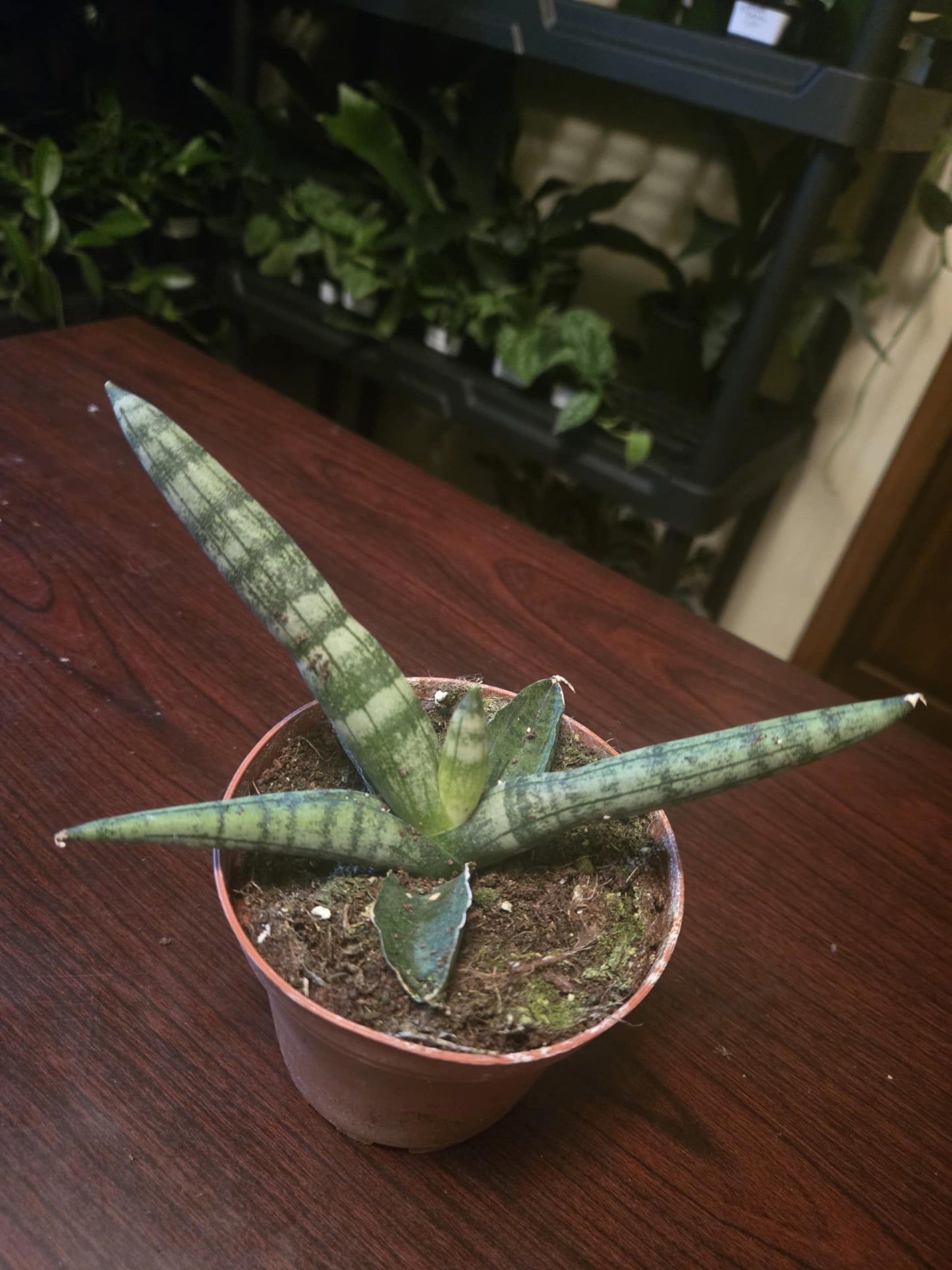Snake Plant - Starfish