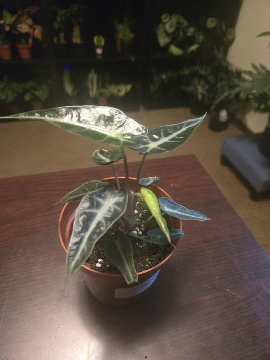 Alocasia - Bambino