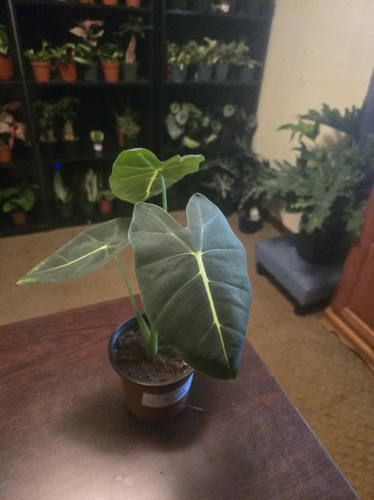 Alocasia - Frydek