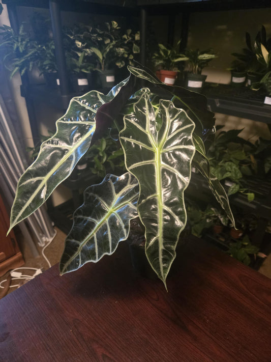 Alocasia Polly – African Mask