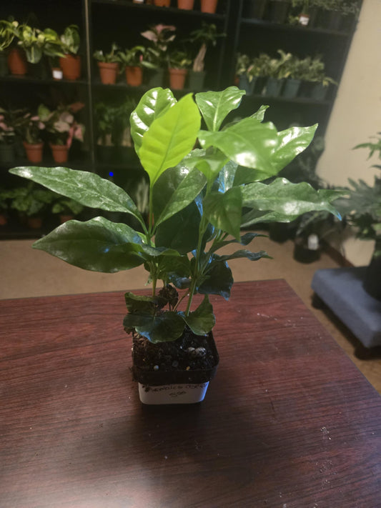 Arabica Coffee Plant