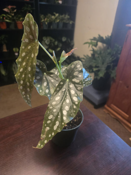 Begonia Maculata