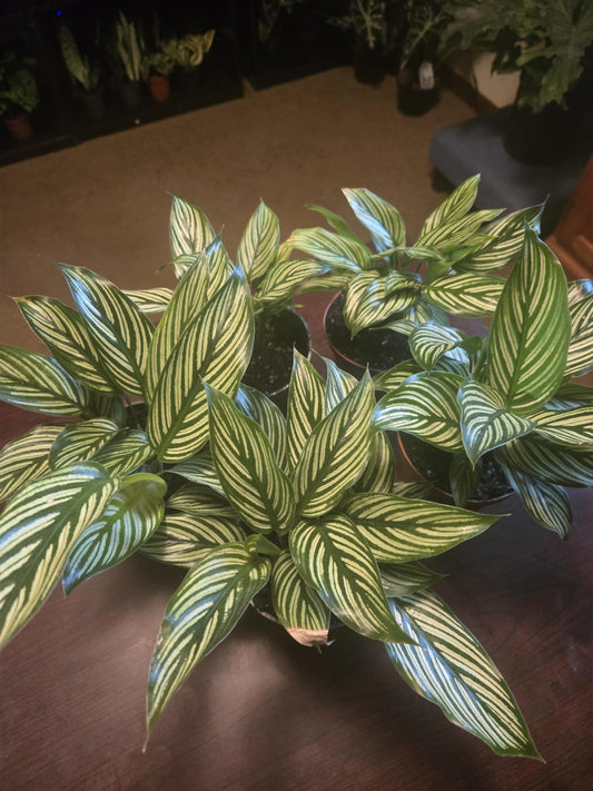 Calathea - Vittata