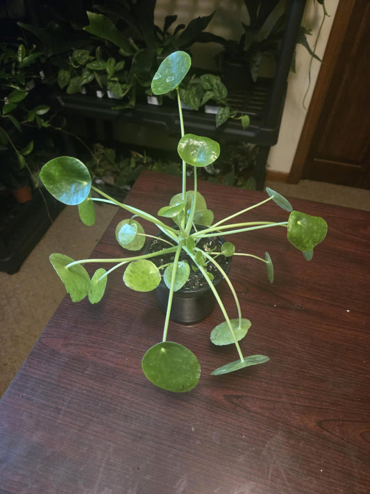 Chinese Money Plant