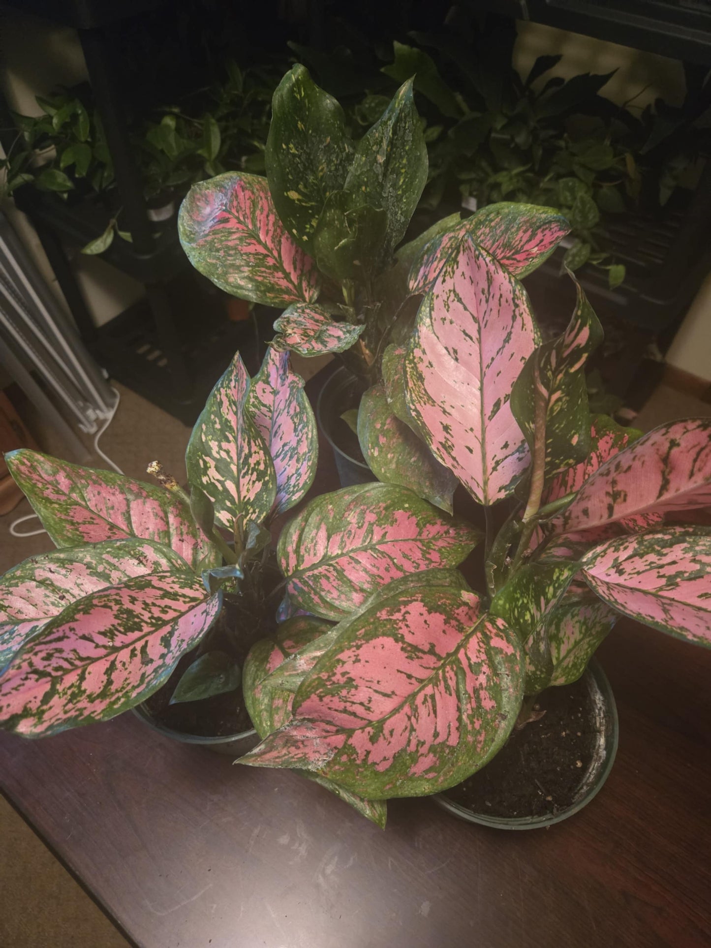 Chinese Evergreen