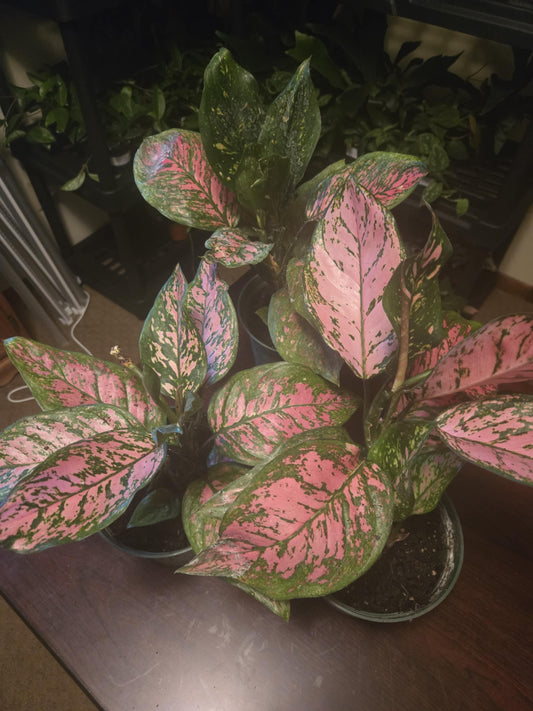 Chinese Evergreen