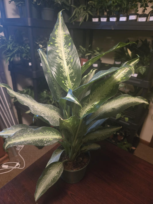 Dieffenbachia - Panther
