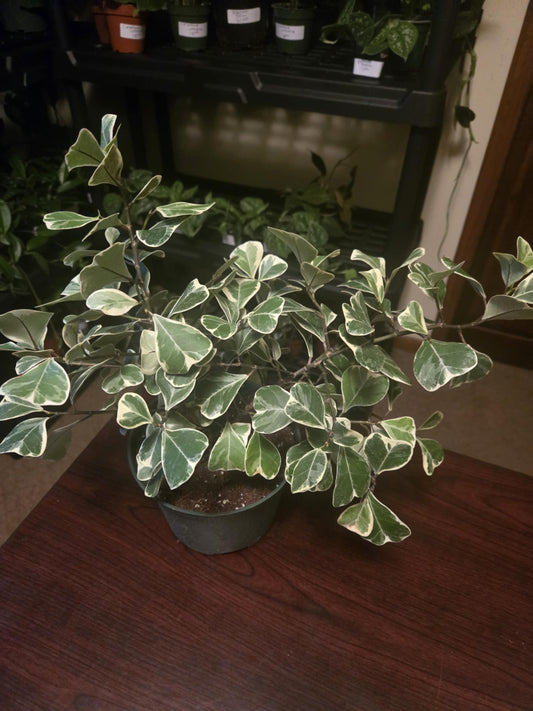 Ficus - Elastica Triangularis Variegated