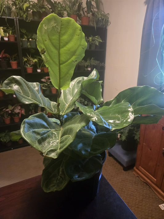 Fiddle Leaf Fig