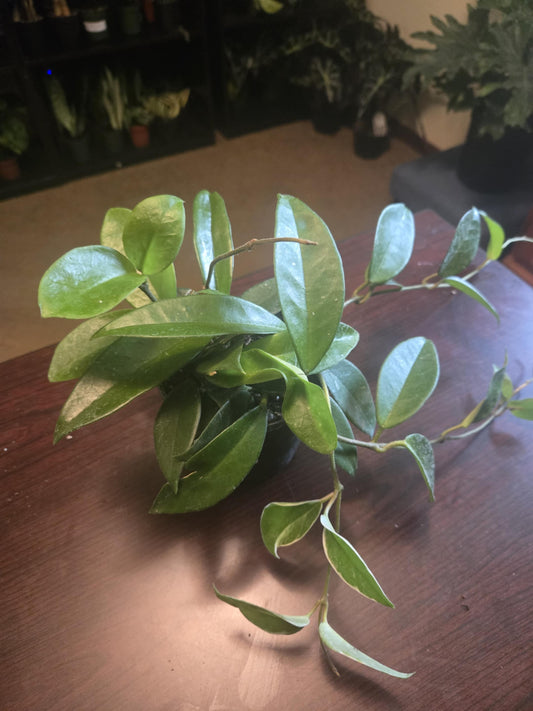 Hoya Carnosa