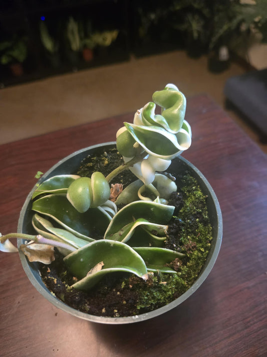 Hoya Carnosa - Compacta 'Rope Plant' Variegated