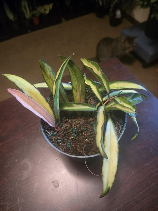 Hoya - Wayetii Variegated