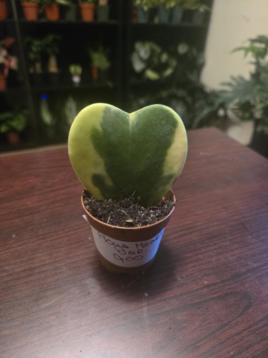 Hoya - Heart Variegated