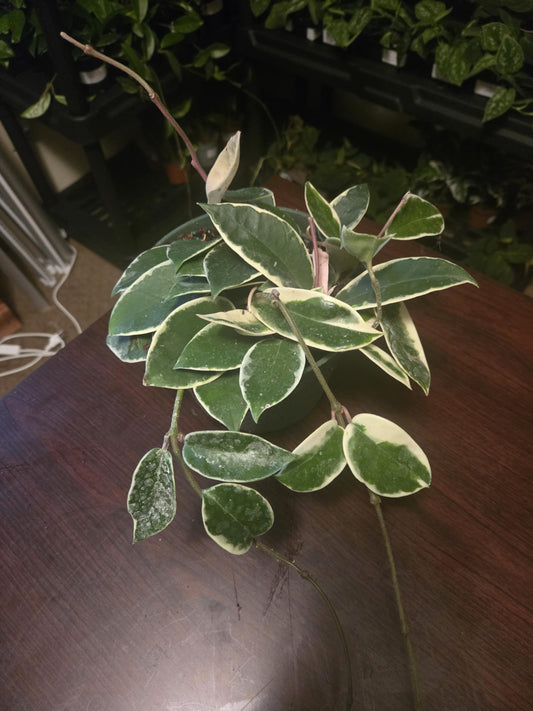 Hoya Carnosa - Tricolor