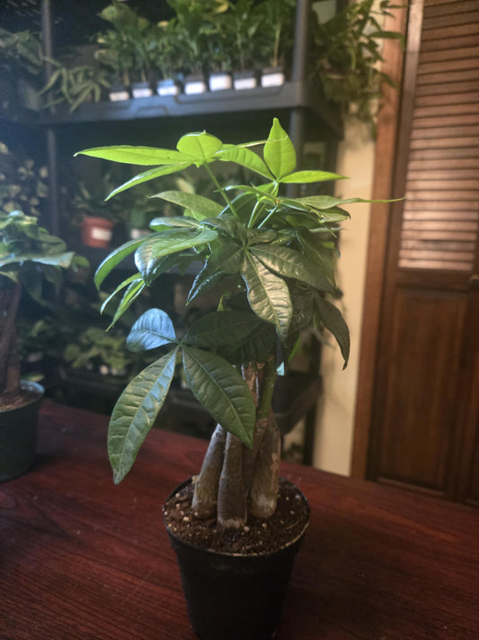 Money Tree