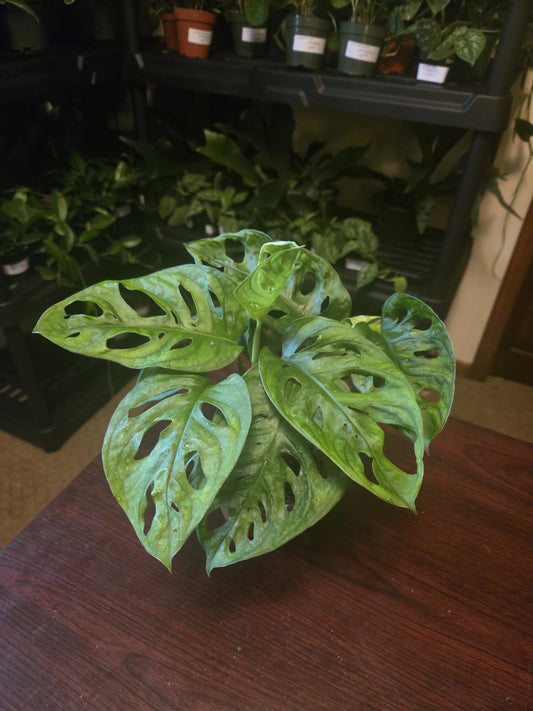 Monstera - Adansonii 'Swiss cheese'