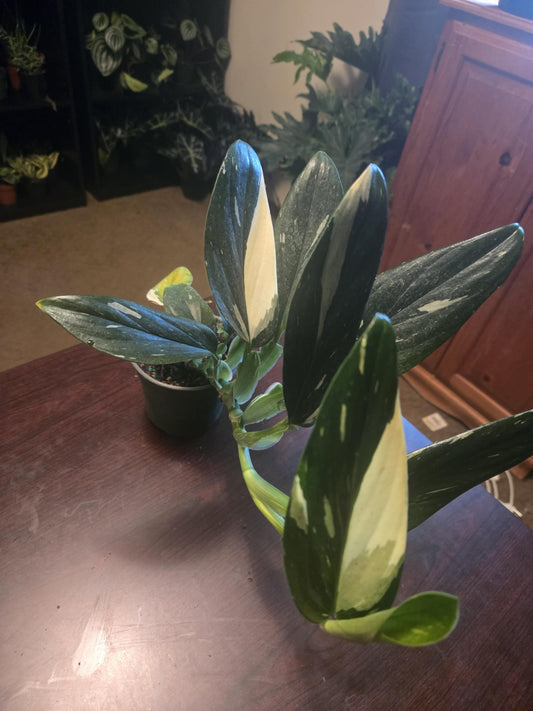 Monstera - Standleyana Albo
