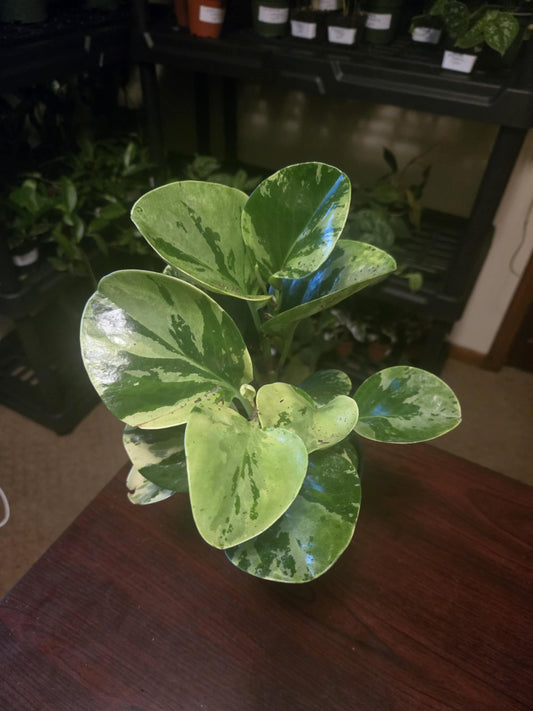 Peperomia - Marble