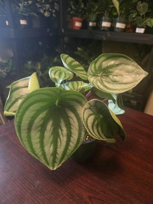 Peperomia - Watermelon