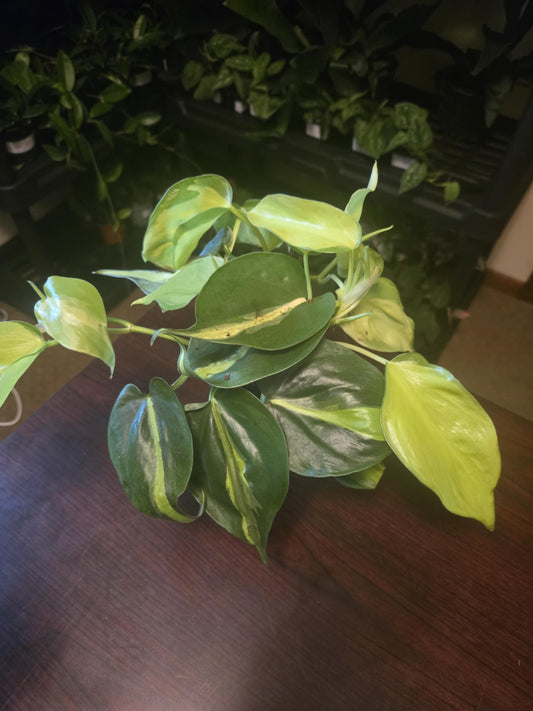 Philodendron Brasil