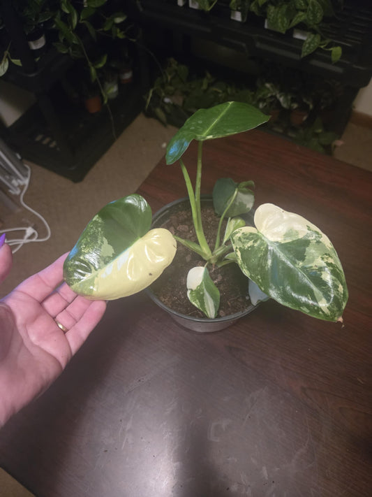 Philodendron - Burle Marx Albo