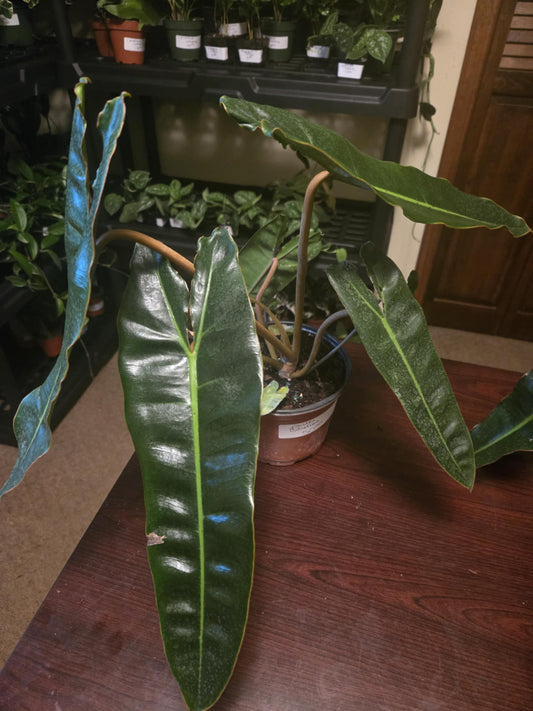 Philodendron - Billietiae