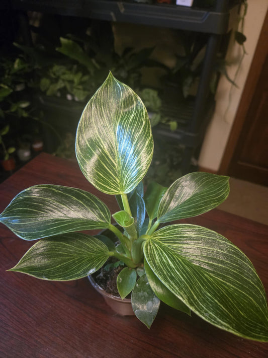 Philodendron - Birkin