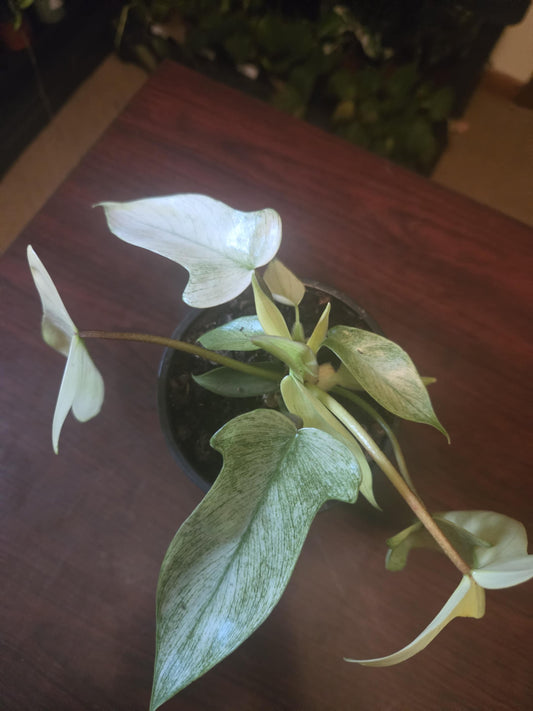 Philodendron - Florida Ghost
