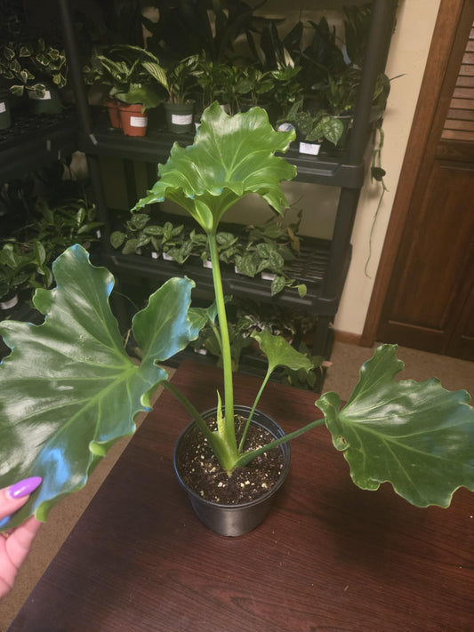 Philodendron - Hope