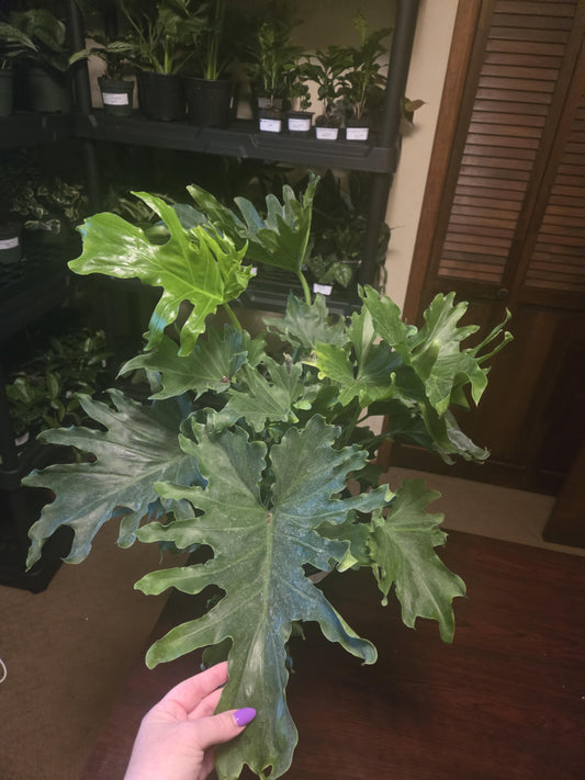 Philodendron - Lickety Split