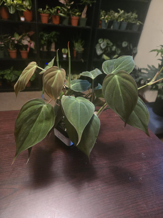 Philodendron Micans