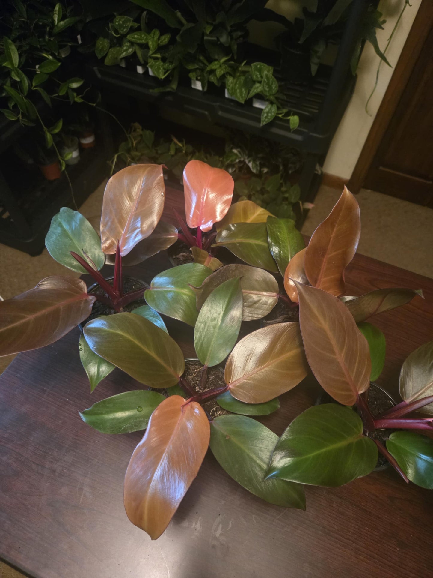 Philodendron - Sun Red