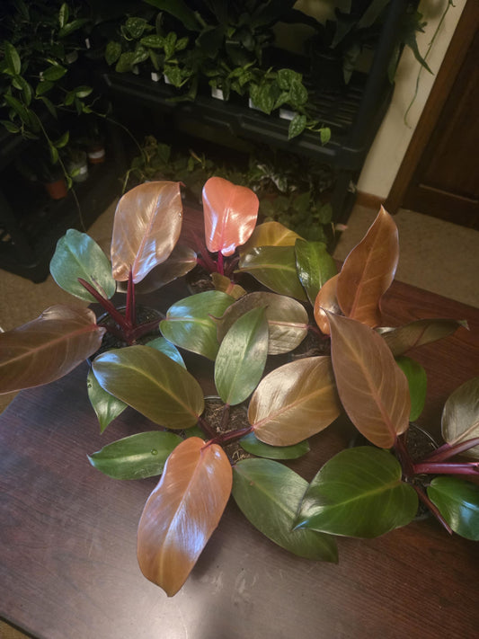 Philodendron - Sun Red