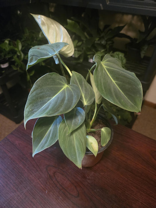 Philodendron - Gloriosum