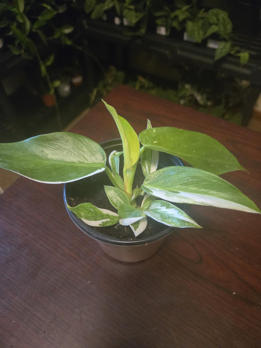 Philodendron - White Princess