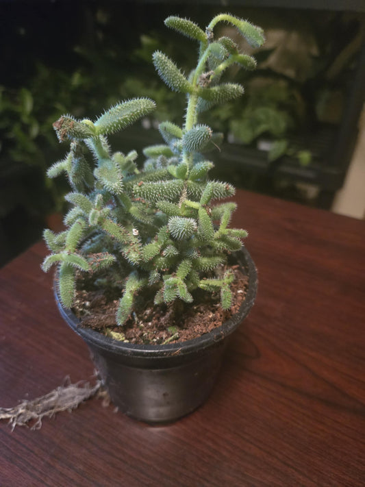 Pickle Plant