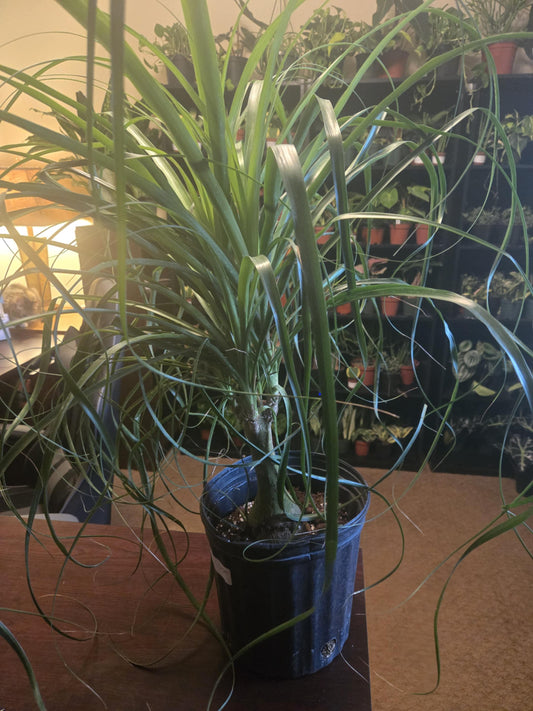 Ponytail Palm