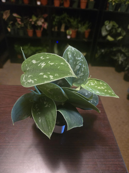 Pothos - Satin