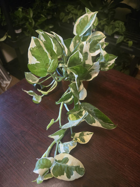 Pothos - N'Joy