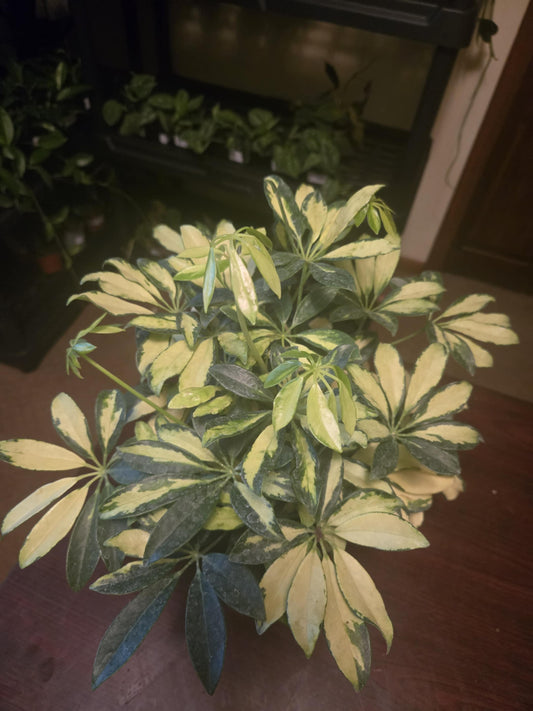 Schefflera - variegated