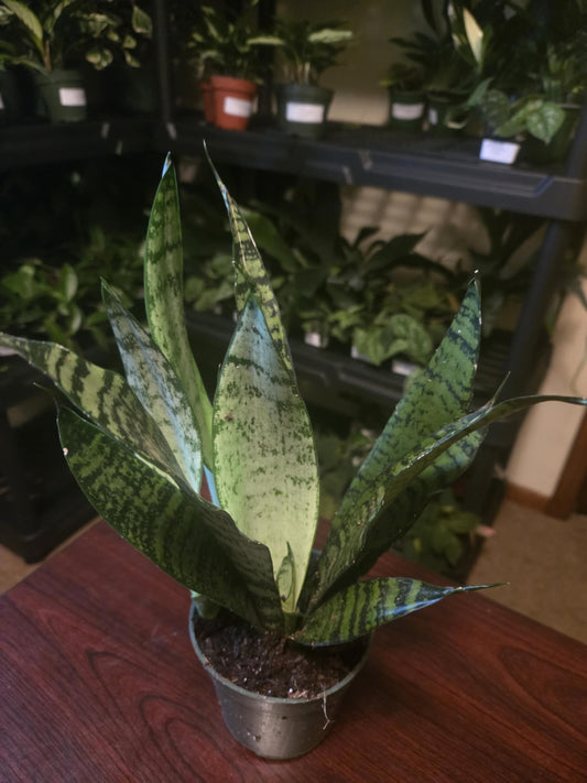 Snake Plant