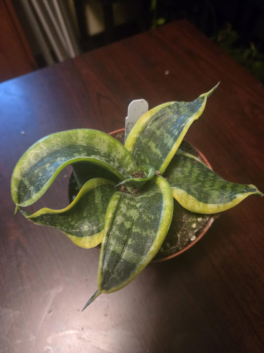 Snake Plant - Twist