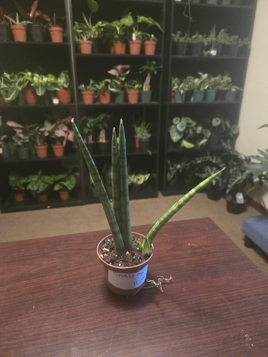 Snake Plant Cylindrica